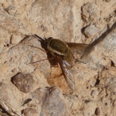 Staurostichus sp. (genus) (Unidentified Staurostichus bee fly) at Mount Jerrabomberra - 28 Dec 2021 by Steve_Bok