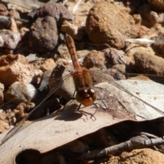 Diplacodes bipunctata (Wandering Percher) at Karabar, NSW - 29 Dec 2021 by SteveBorkowskis