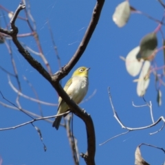 Zosterops lateralis (Silvereye) at Jerrabomberra, NSW - 28 Dec 2021 by Steve_Bok