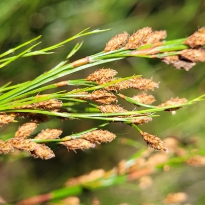 Baloskion tetraphyllum (Swamp Foxtails) at Garrad Reserve Walking Track - 29 Dec 2021 by trevorpreston
