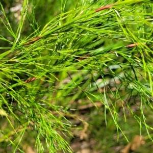 Baloskion tetraphyllum at Narrawallee, NSW - 29 Dec 2021