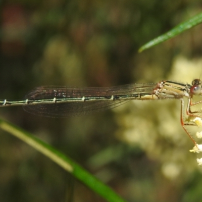 Xanthagrion erythroneurum (Red & Blue Damsel) at Lions Youth Haven - Westwood Farm A.C.T. - 29 Dec 2021 by HelenCross