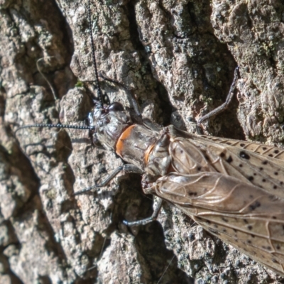 Archichauliodes (Riekochauliodes) guttiferus (Dobsonfly or Fishfly) at Paddys River, ACT - 29 Dec 2021 by rawshorty