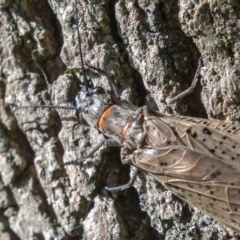 Archichauliodes (Riekochauliodes) guttiferus (Dobsonfly or Fishfly) at Cotter Reserve - 28 Dec 2021 by rawshorty