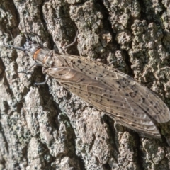 Archichauliodes (Riekochauliodes) guttiferus at Paddys River, ACT - 29 Dec 2021 09:30 AM