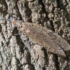 Archichauliodes (Riekochauliodes) guttiferus at Paddys River, ACT - 29 Dec 2021 09:30 AM