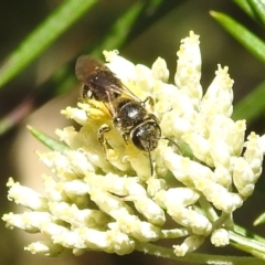 Lasioglossum (Chilalictus) sp. (genus & subgenus) (Halictid bee) at Lions Youth Haven - Westwood Farm A.C.T. - 29 Dec 2021 by HelenCross