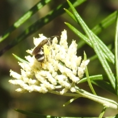 Lasioglossum (Chilalictus) sp. (genus & subgenus) at Kambah, ACT - 29 Dec 2021