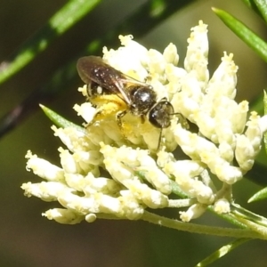 Lasioglossum (Chilalictus) sp. (genus & subgenus) at Kambah, ACT - 29 Dec 2021