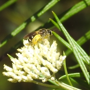 Lasioglossum (Chilalictus) sp. (genus & subgenus) at Kambah, ACT - 29 Dec 2021