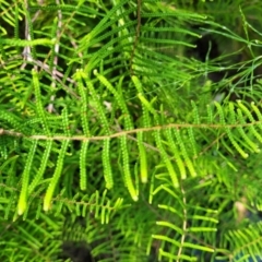 Gleichenia sp. (A Coral Fern) at Narrawallee, NSW - 28 Dec 2021 by trevorpreston