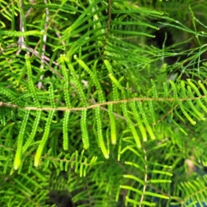 Gleichenia sp. at Narrawallee, NSW - suppressed