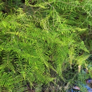 Gleichenia sp. at Narrawallee, NSW - suppressed