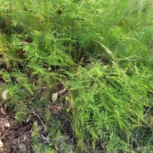 Gleichenia sp. at Narrawallee, NSW - suppressed