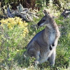 Notamacropus rufogriseus (Red-necked Wallaby) at Pearce, ACT - 28 Dec 2021 by HelenCross