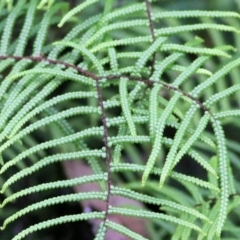 Gleichenia (genus) (A Coral Fern) at Bournda, NSW - 26 Dec 2021 by KylieWaldon