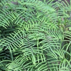 Gleichenia sp. at Bournda, NSW - suppressed