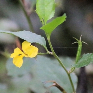 Goodenia ovata at Bournda, NSW - 26 Dec 2021