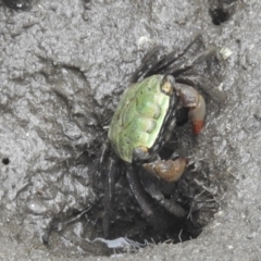 Parasesarma erythodactyla (Red-handed shore crab) at Surfside, NSW - 28 Dec 2021 by HelenCross