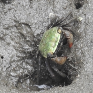 Parasesarma erythodactyla at Surfside, NSW - 28 Dec 2021