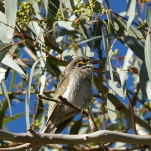 Caligavis chrysops at Jerrabomberra, NSW - 29 Dec 2021