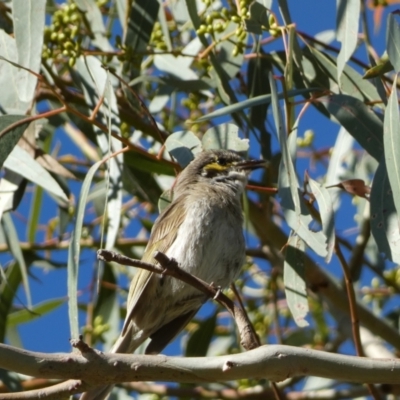 Caligavis chrysops (Yellow-faced Honeyeater) at QPRC LGA - 28 Dec 2021 by Steve_Bok