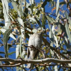 Caligavis chrysops at Jerrabomberra, NSW - 29 Dec 2021