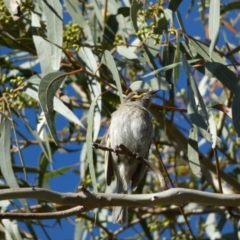 Caligavis chrysops at Jerrabomberra, NSW - 29 Dec 2021