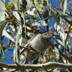 Caligavis chrysops at Jerrabomberra, NSW - 29 Dec 2021