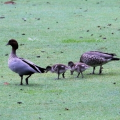 Chenonetta jubata (Australian Wood Duck) at Bournda, NSW - 26 Dec 2021 by KylieWaldon