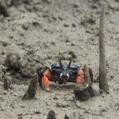 Heloecius cordiformis (Semaphore Crab) at Surfside, NSW - 27 Dec 2021 by HelenCross