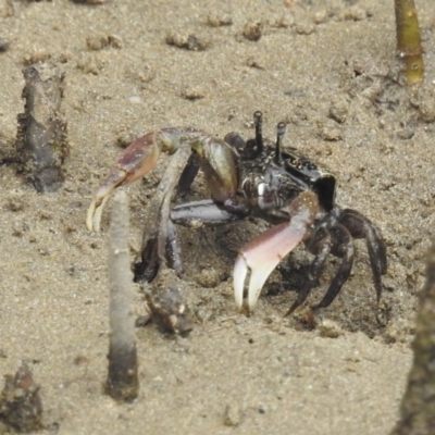 Heloecius cordiformis at Batemans Marine Park - 27 Dec 2021 by HelenCross