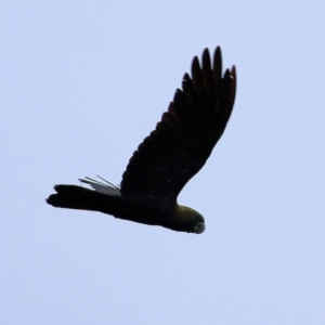 Calyptorhynchus lathami lathami at Bournda, NSW - suppressed