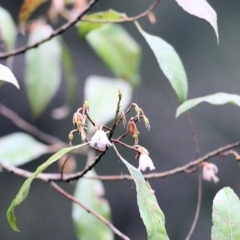 Elaeocarpus reticulatus at Bournda, NSW - 26 Dec 2021