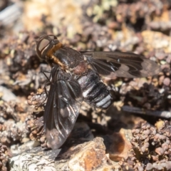 Villa sp. (genus) (Unidentified Villa bee fly) at Cotter Reserve - 29 Dec 2021 by rawshorty