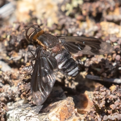 Villa sp. (genus) (Unidentified Villa bee fly) at Cotter Reserve - 29 Dec 2021 by rawshorty