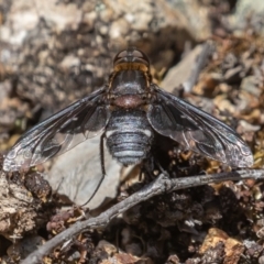 Villa sp. (genus) at Coree, ACT - 29 Dec 2021 11:53 AM