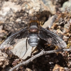 Villa sp. (genus) at Coree, ACT - 29 Dec 2021 11:53 AM