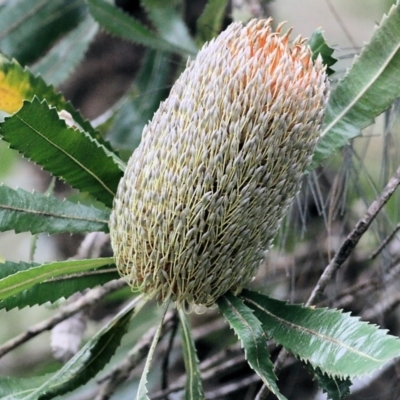 Banksia serrata (Saw Banksia) at Bournda, NSW - 25 Dec 2021 by KylieWaldon
