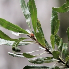 Banksia serrata at Bournda, NSW - 26 Dec 2021