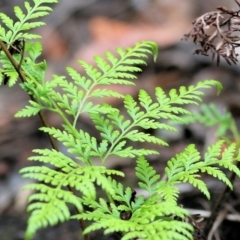 Calochlaena dubia (Rainbow Fern) at Bournda, NSW - 25 Dec 2021 by KylieWaldon