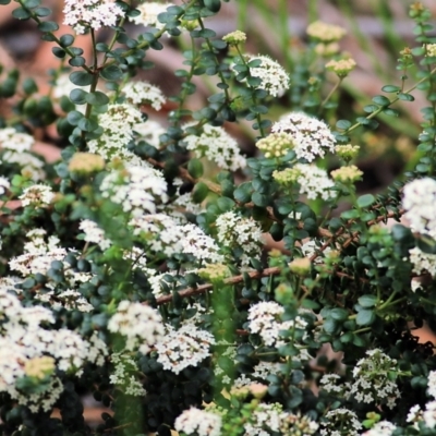 Platysace lanceolata (Shrubby Platysace) at Bournda, NSW - 25 Dec 2021 by KylieWaldon