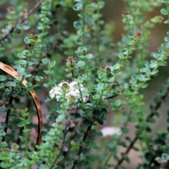 Platysace lanceolata at Bournda, NSW - 26 Dec 2021