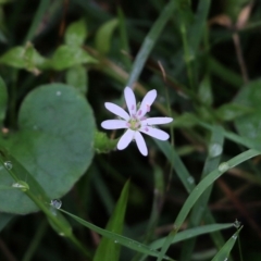 Stellaria flaccida (Forest Starwort) at Bournda, NSW - 26 Dec 2021 by KylieWaldon