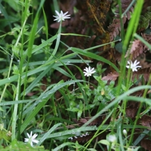 Stellaria flaccida at Bournda, NSW - 26 Dec 2021 07:21 AM