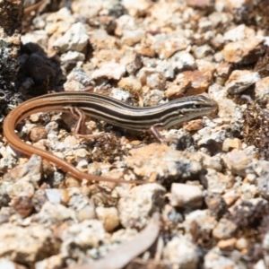 Ctenotus taeniolatus at Coree, ACT - 29 Dec 2021 11:55 AM