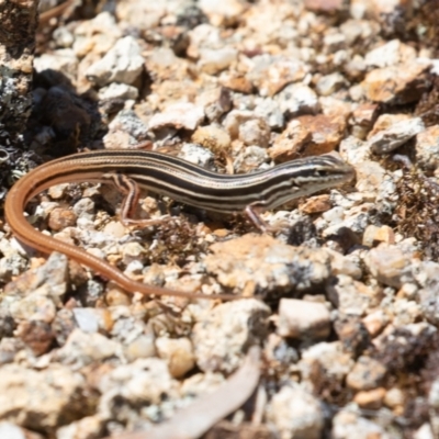 Ctenotus taeniolatus (Copper-tailed Skink) at Coree, ACT - 29 Dec 2021 by rawshorty