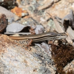 Ctenotus taeniolatus at Coree, ACT - 29 Dec 2021 11:55 AM