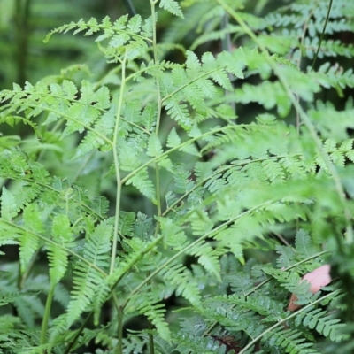 Unidentified Fern or Clubmoss at Bournda, NSW - 25 Dec 2021 by KylieWaldon