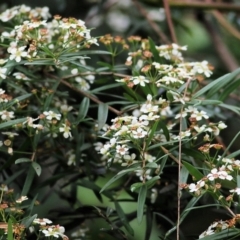 Sannantha pluriflora (Twiggy Heath Myrtle, Tall Baeckea) at Bournda, NSW - 25 Dec 2021 by KylieWaldon